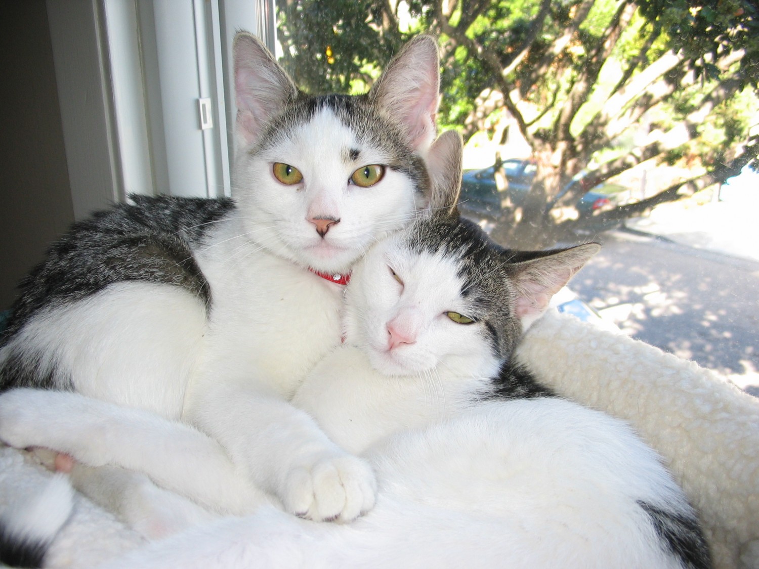 two cats in sunny window two cats in sunny window