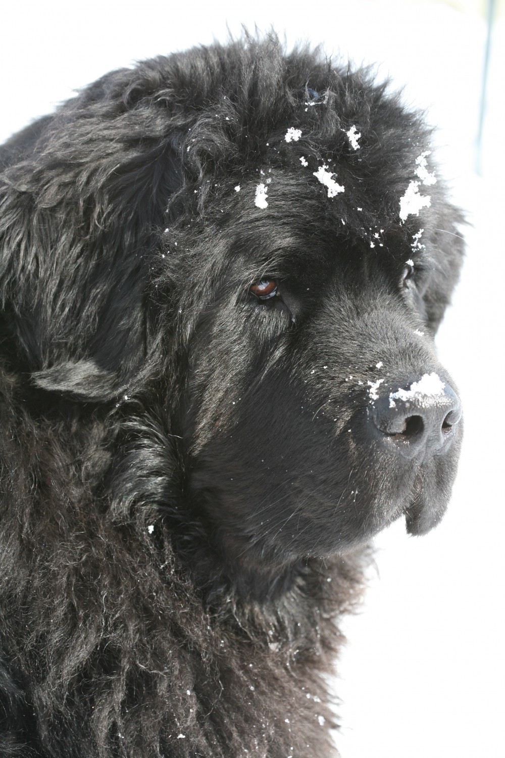 a close up of Jo, one of Virginia's Newfoundlands 